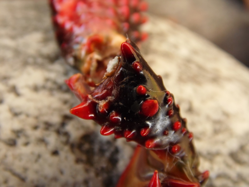 Procambarus clarkii ?